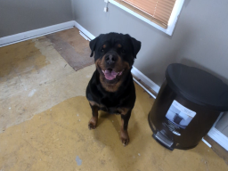 Shop Dogs